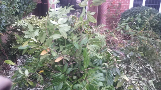 Overgrown hedge and shrubs ready for garden clearance
